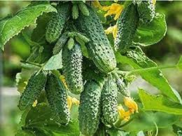 Cucumber Vlatko F1 Cucumis sativus vegetable seeds for planting in home garden or raised containers