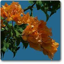 Bougainvillea Orange Flower Seeds for Planting - 100