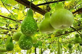 Bottle Gourd Lagenaria siceraria Seeds for Planting in Vegetable Patch