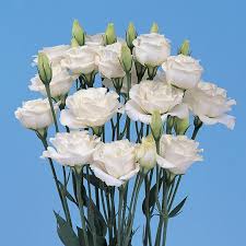 Mixed Lisianthus Echo Flower Seeds for Planting - Heirloom, NON-GMO Seeds - Vibrant Blooms