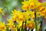 Narcissus Flower Seeds Thick Yellow for Planting, NON GMO Seeds Dhara Seeds