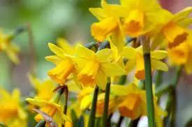 Narcissus Flower Seeds Thick Yellow for Planting, NON GMO Seeds Dhara Seeds
