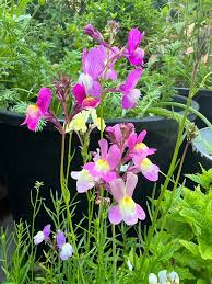 Linaria Fairy Bouquet Seeds