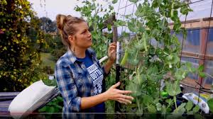 Pea Seeds - Patio Pride