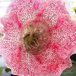 Gloxinia Sinningia speciosa for planting in flower bed