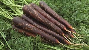 Carrot Daucus Carota Purple Haze Vegetable Seeds for Planting – Colorful Root Variety for Kitchen Garden and Fresh Harvest