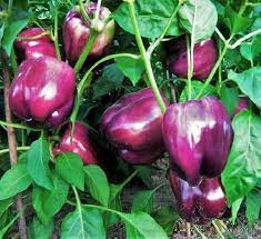 Golden Cherry Pepper Capsicum Seeds for Planting Balcony Garden