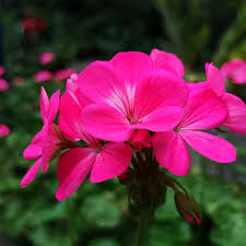 Rose Hybrid Geranium Seeds