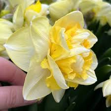 Narcissus Art Perfume Daffodil Seeds