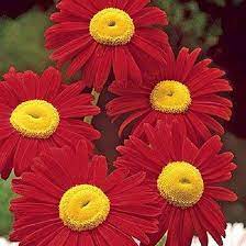 Chrysanthemum Bonsai Seeds for Planting Chrysanthemum indicum for Flower Garden