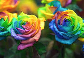 Rainbow rose flower seeds for colorful home and business garden