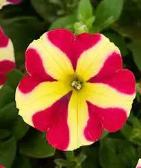 Red & Yellow Petunia Seeds for Planting - Heirloom, NON-GMO Flower Seeds - Vibrant Garden Blooms Dhara Seeds