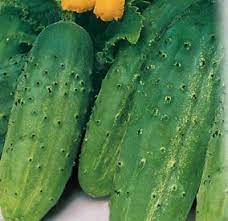 Cucumber Speed Aladin F1 Cucumis sativus vegetable seeds for planting in home garden or greenhouse setup