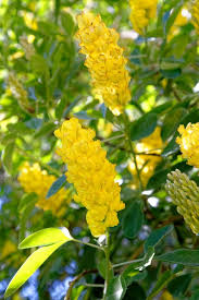 Cytisus Battandieri Flower Seeds for Planting - 100 pcs