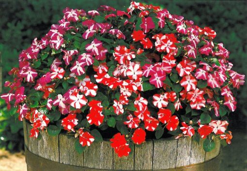 Impatiens Star Imported heirloom non-gmo organic garden seeds