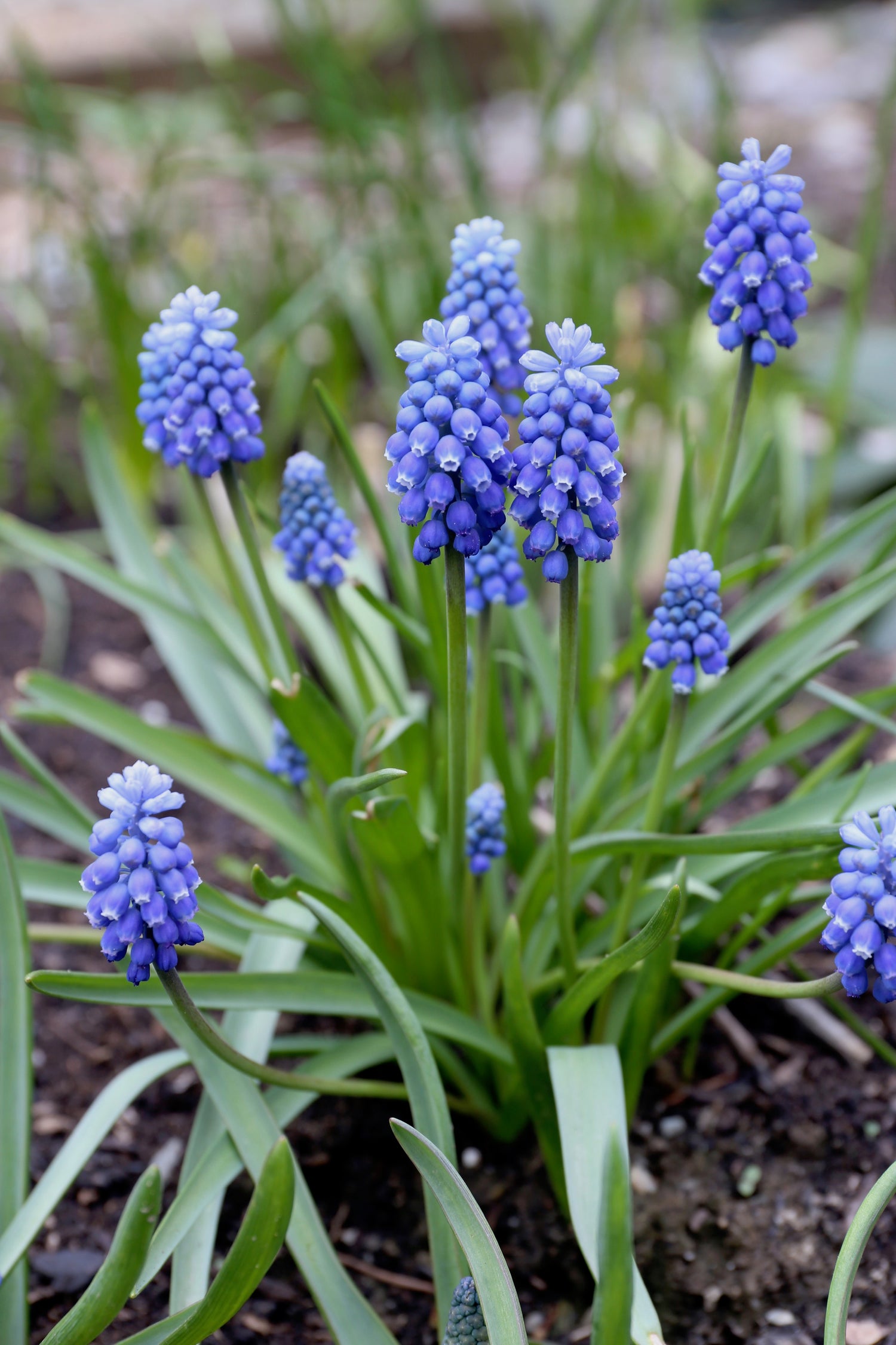 Grape Hyacinth Bulbs (Muscari) - Armeniacum