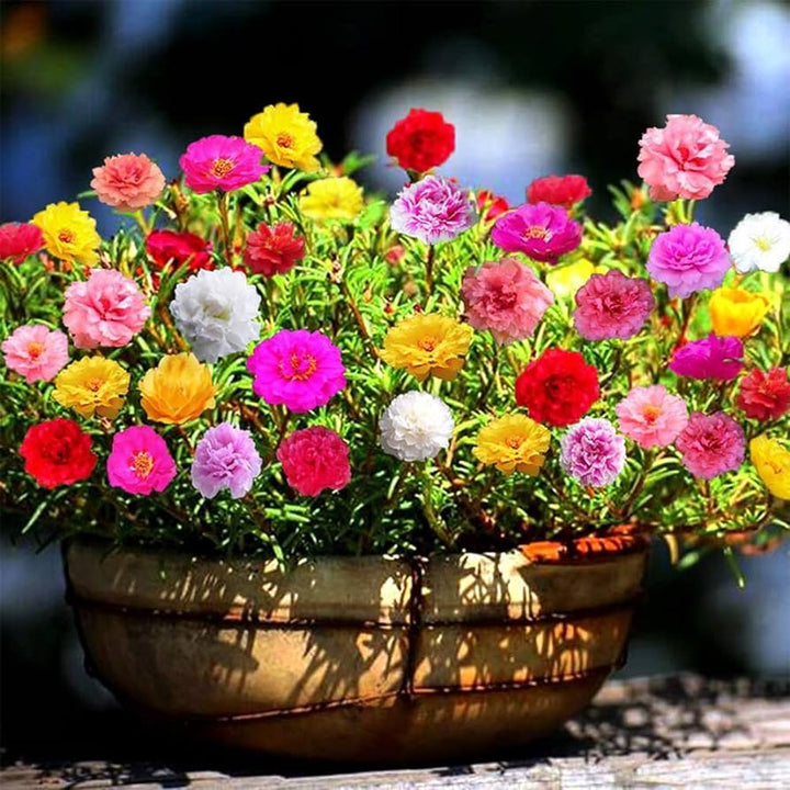 Portulaca Moss Rose Seeds for Planting – Heirloom, Non-GMO Flower Seeds for Gardens