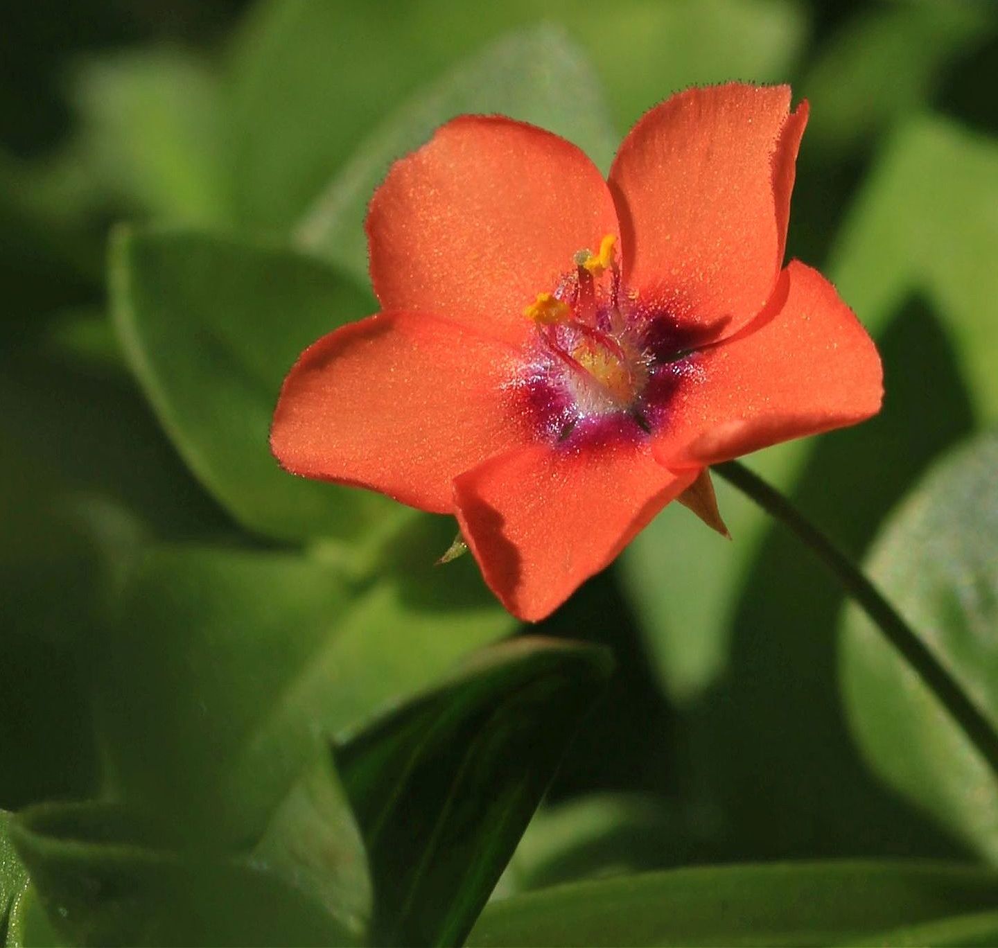 Scarlet Pimpernel Flower Seeds