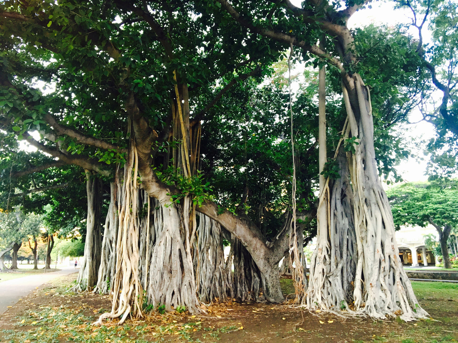 Banyan Tree