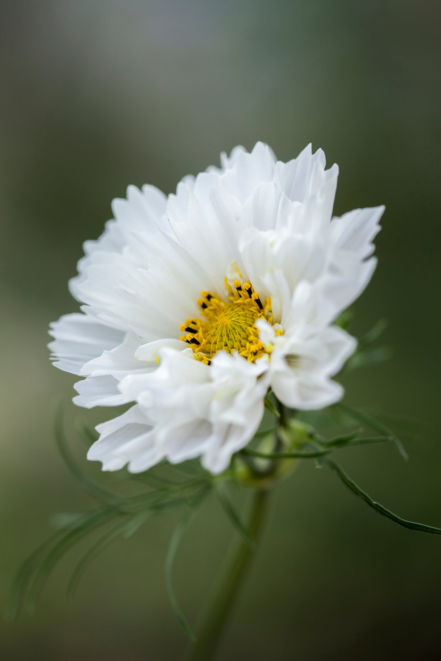 Cosmos Seeds - Double Click - White Knight