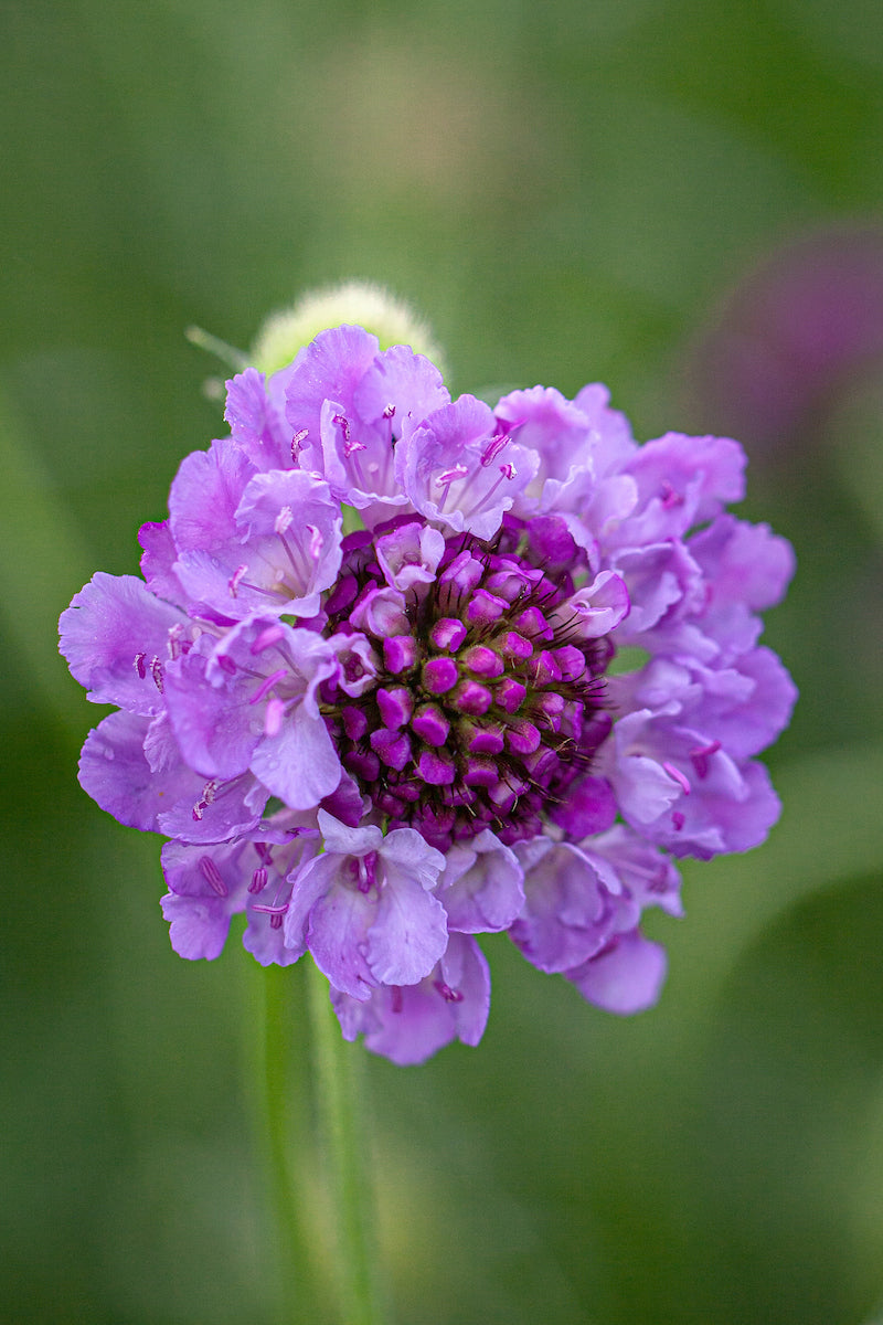 Flower Scabiosa Atropurpurea Cockade Native Heirloom Perennial Seeds for Planting