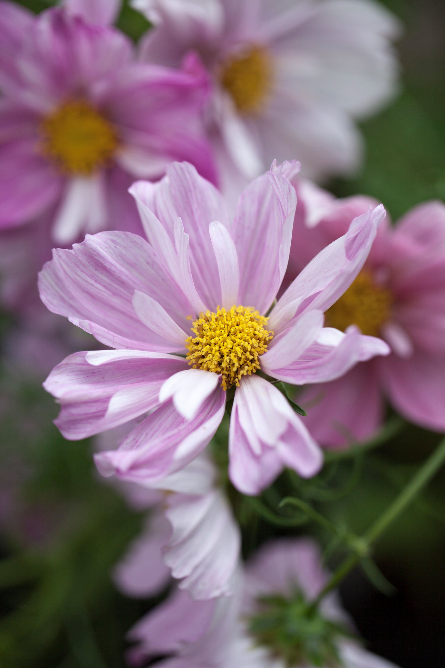 Cosmos Seeds - Rosetta