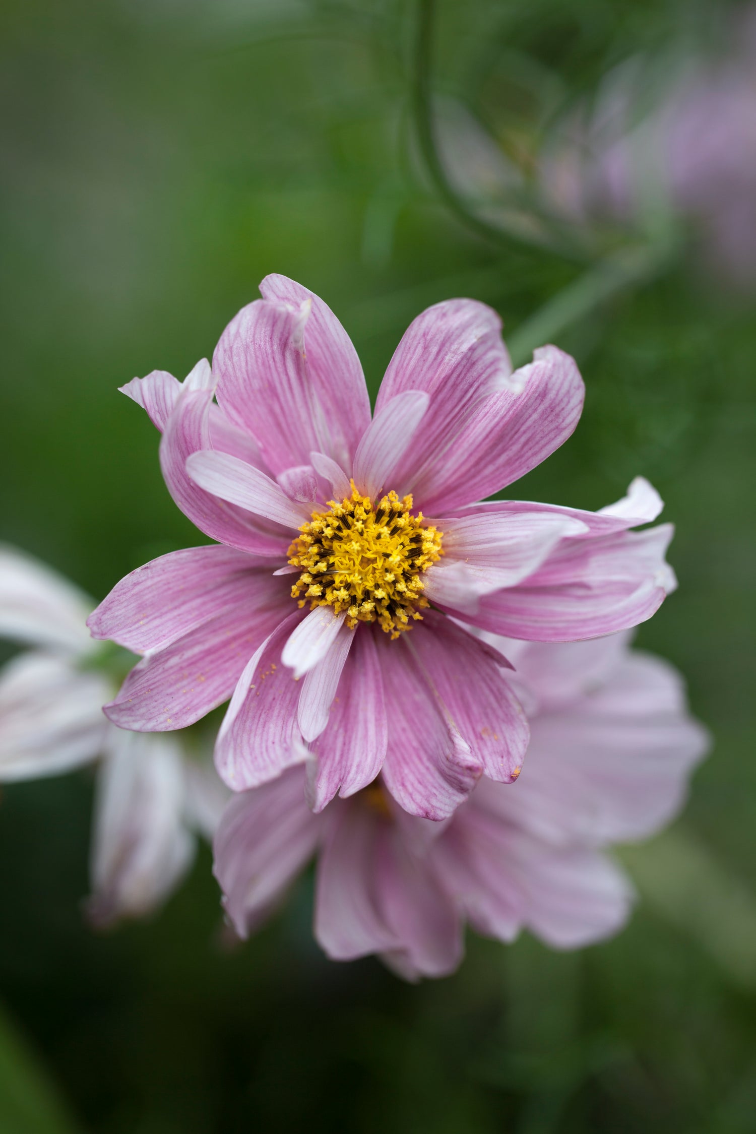 Cosmos Seeds - Rosetta