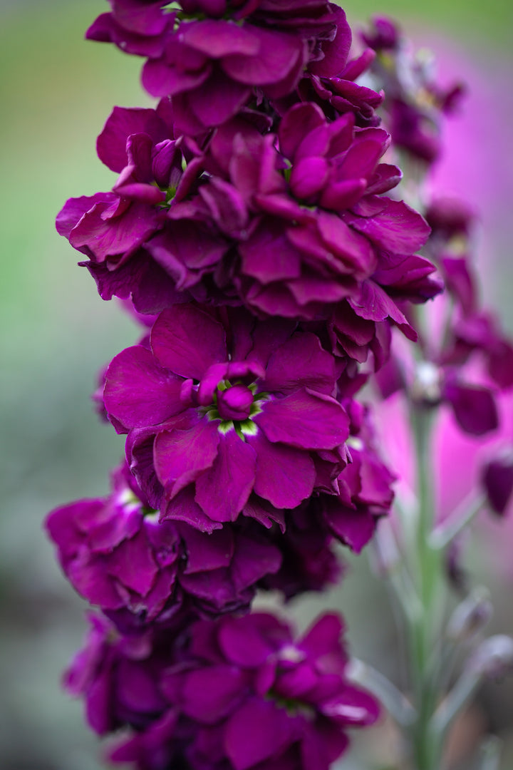 Deep Purple Matthiola Incana Seeds – Fragrant Flower Seeds for Planting