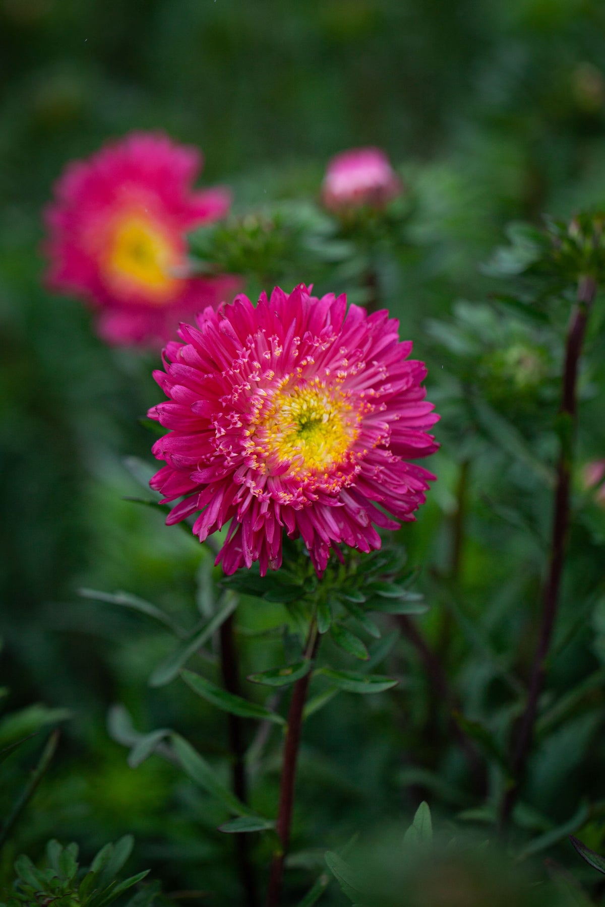 Plum Red China Aster Callistephus Chinensis Flower Seeds