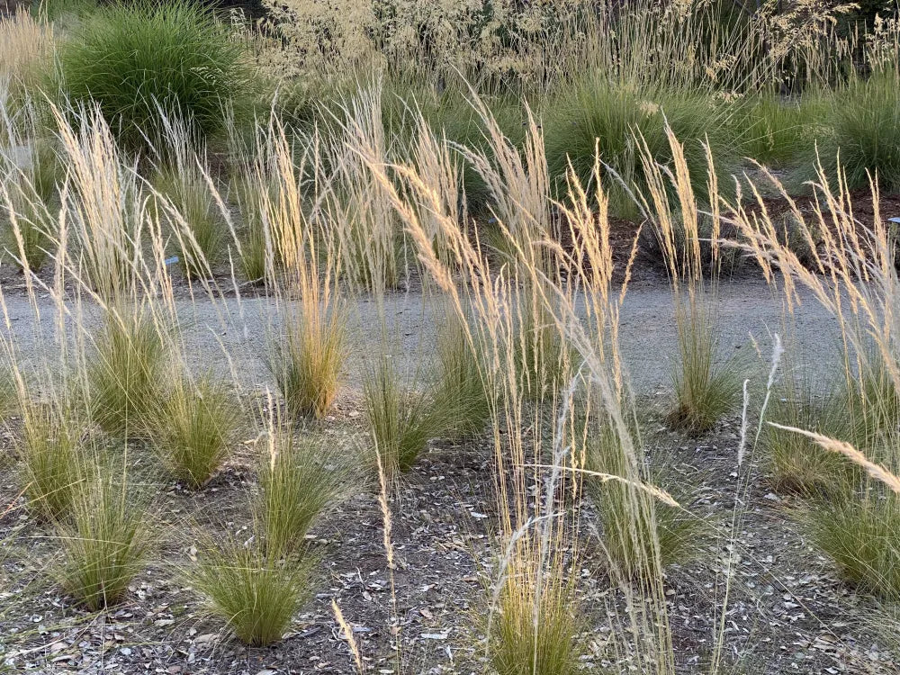 Grass - Giant Feather seeds