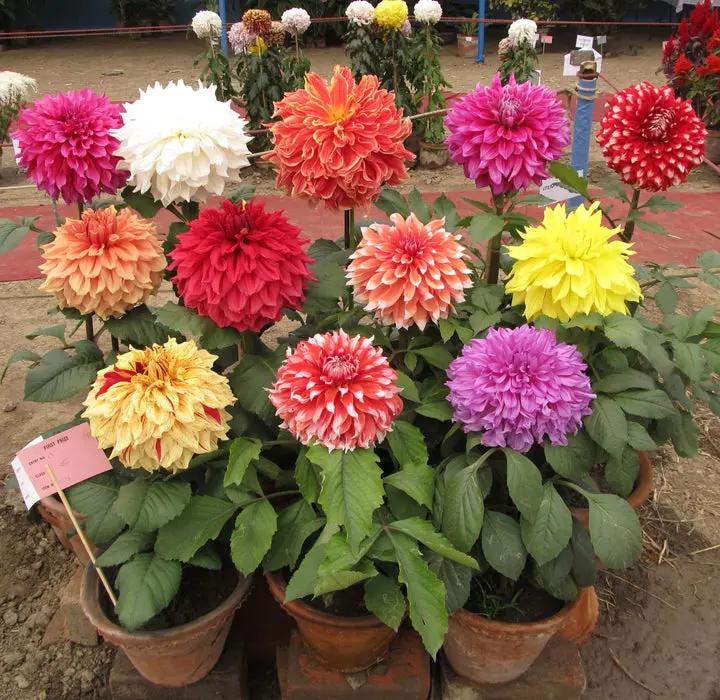 Giant Flower Seeds – Heirloom, Non-GMO Seeds for Planting Bold and Colorful Garden Blooms Dhara Seeds