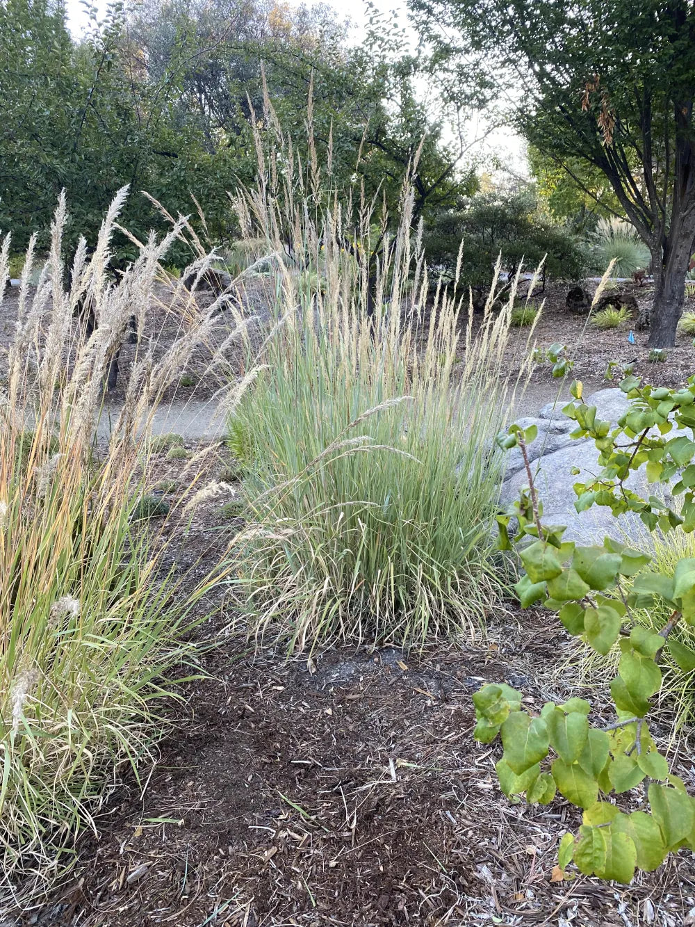 Grass - Giant Feather seeds