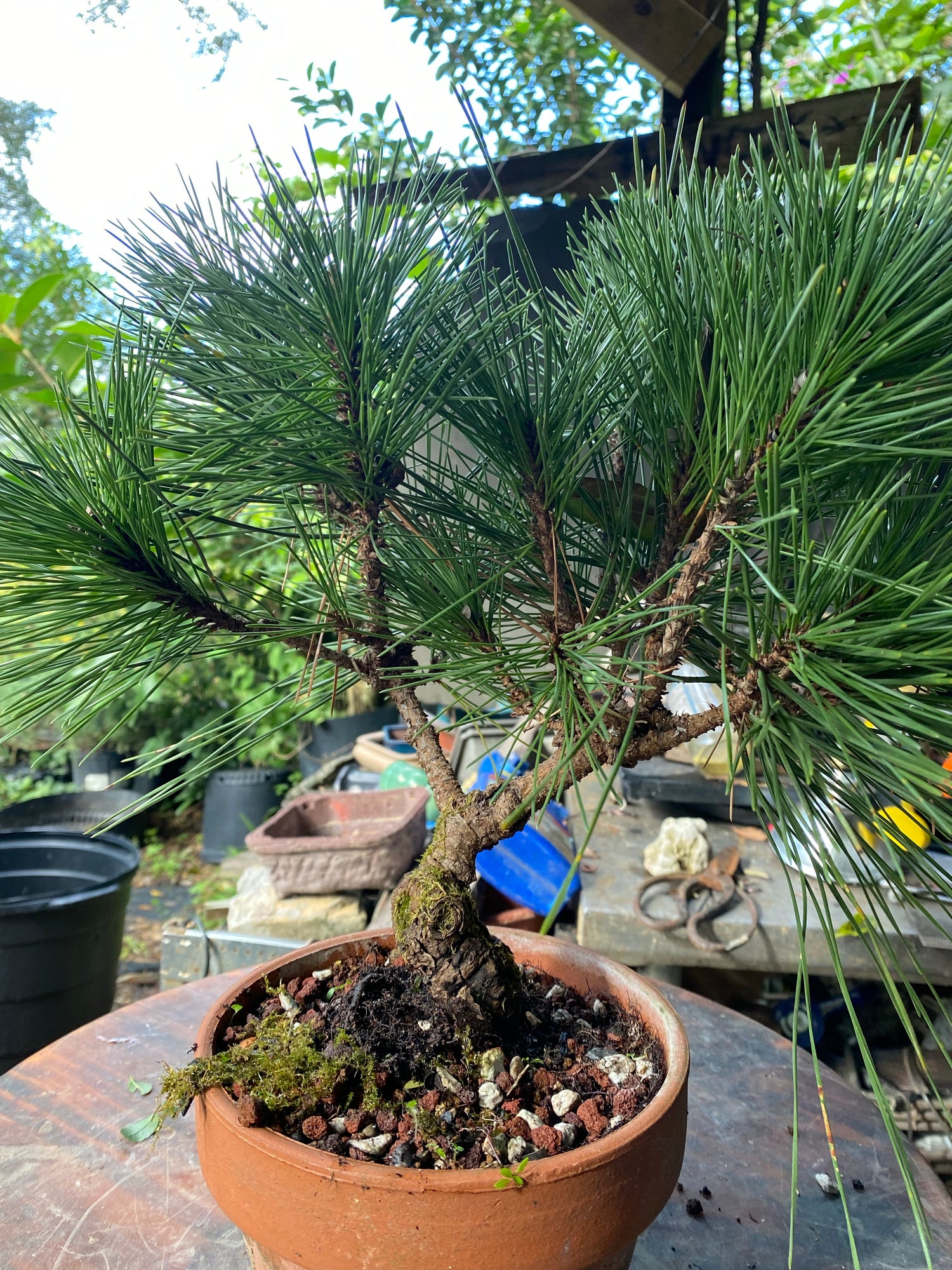 Japanese Black Pine Bonsai Tree