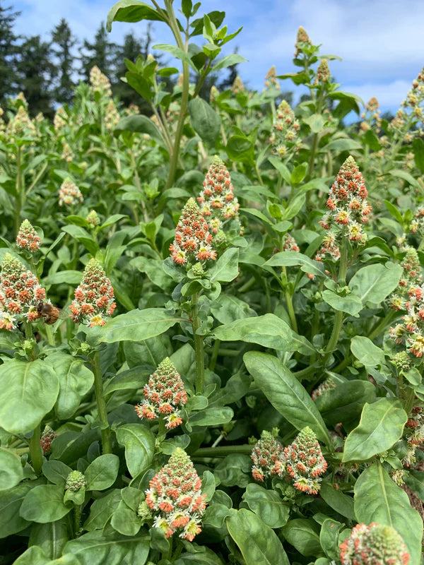 Mignonette Ameliorata Seeds