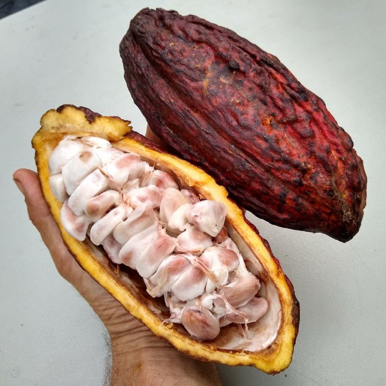 Cacao Tree Seeds (Theobroma cacao)