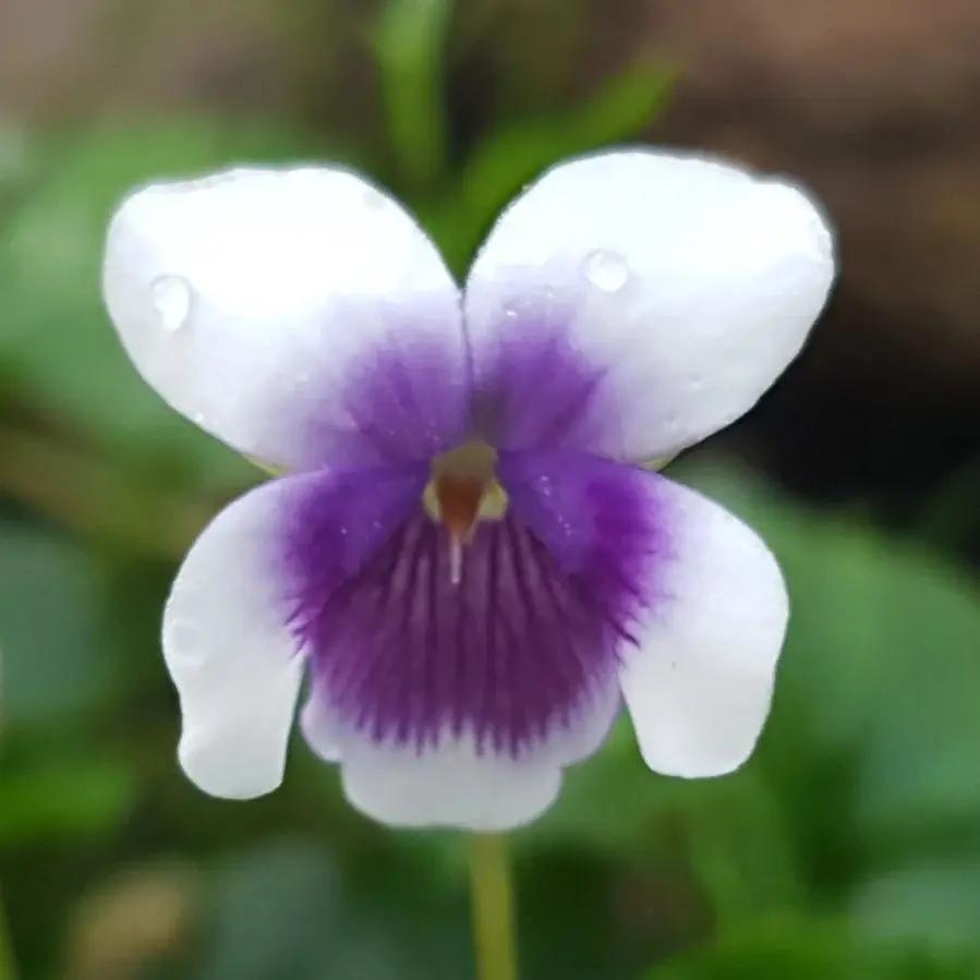 Heirloom Non-GMO Viola Purple White Flower Seeds for Planting – Decorative Blooming Flower Seeds seeds for planting in home garden