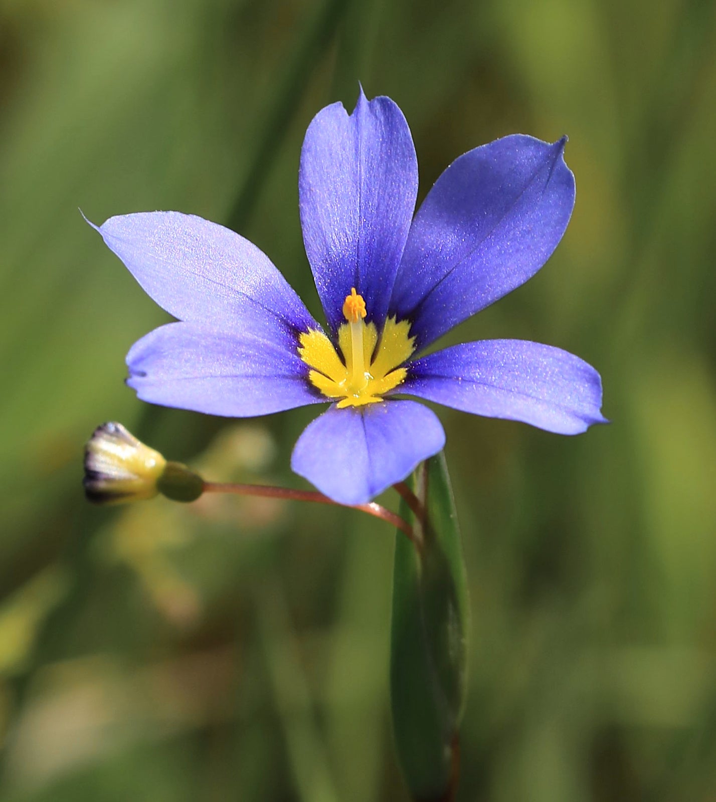Blue-Eyed Grass Sisyrinchium Flower Seeds, Starry Sky Blue Petals with Golden Centers