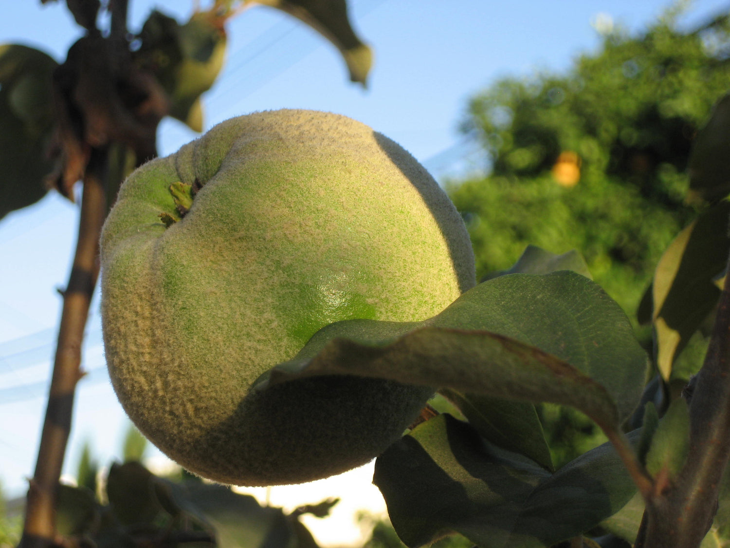 Fuzzy Pear (Pyrus calleryana)