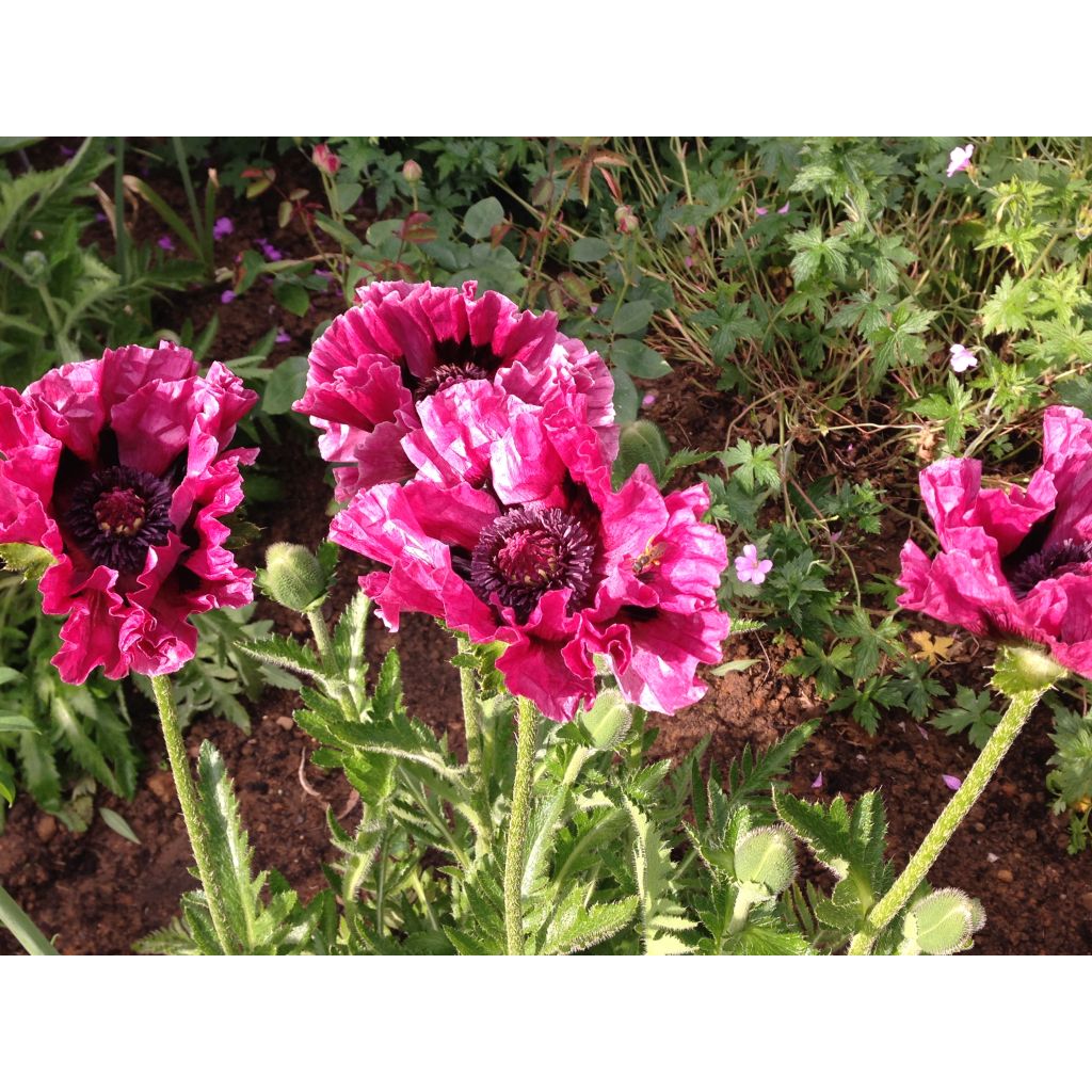 Papaver orientale Roots - Harlem