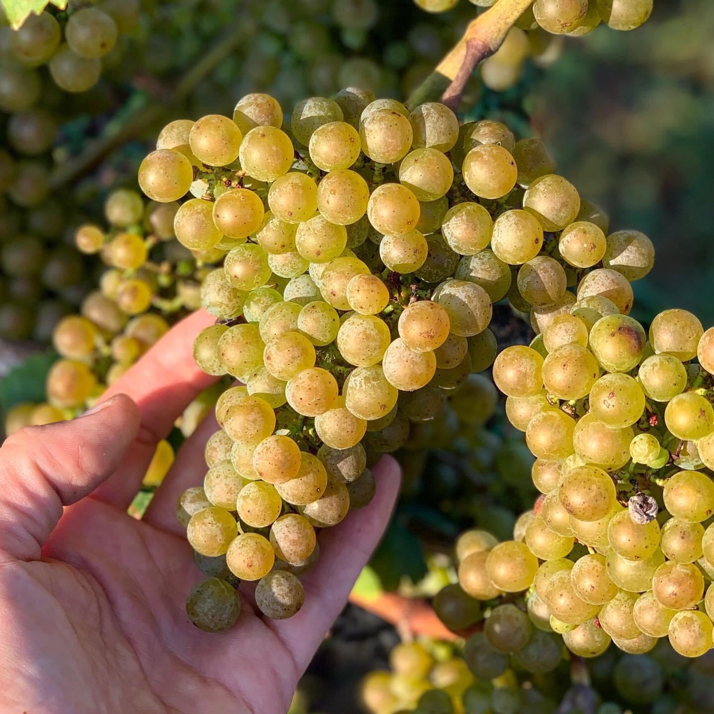 Petit Manseng Grape (Vitis vinifera) – Elegant White Wine Grape for Rich and Complex Flavors