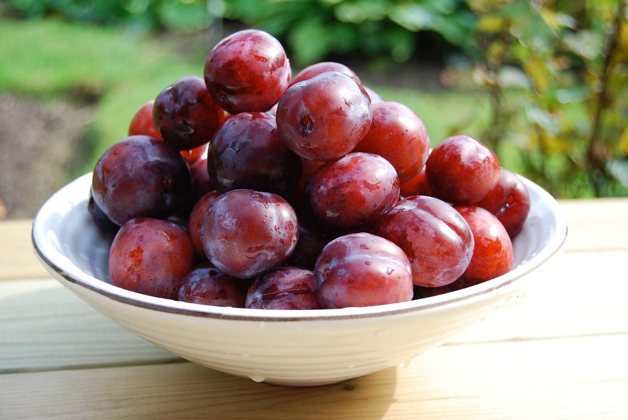 Indian Plum (Zizyphus mauritiana)