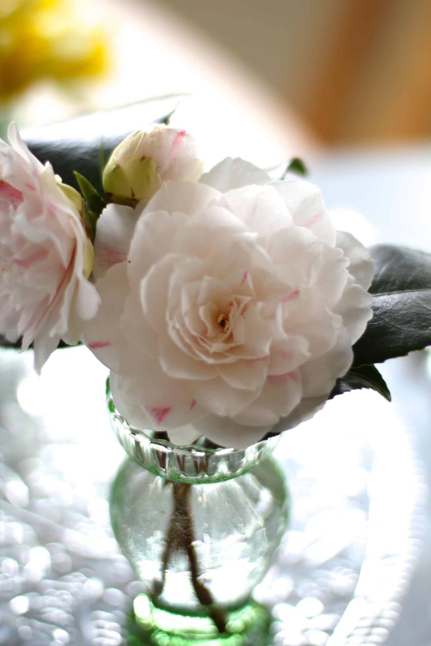 Camellia Mixed Colors Ornamental Flower Seeds