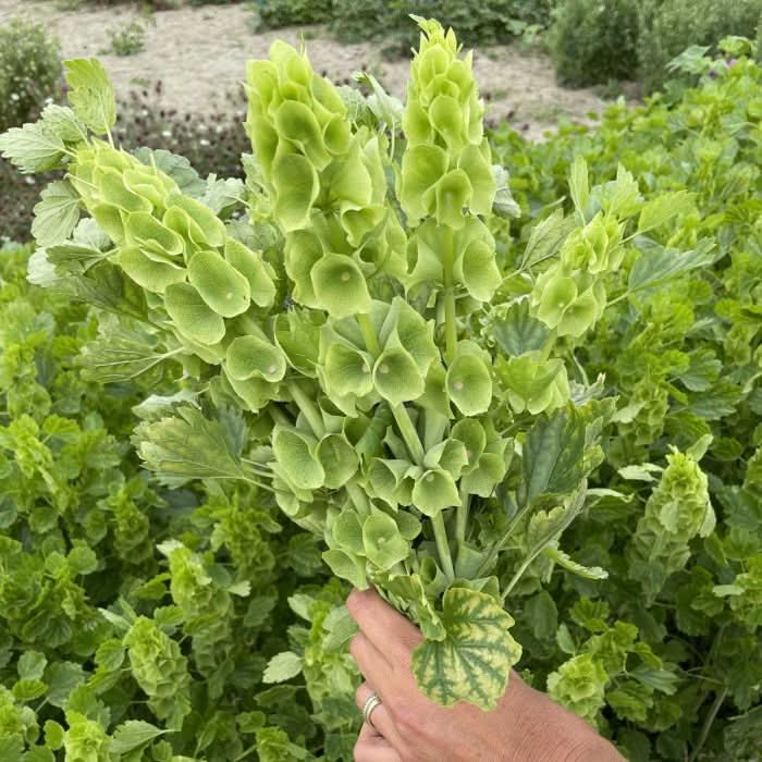 Bells of Ireland Plant Seeds for Planting – Unique Green Spire-Shaped Garden Blooms