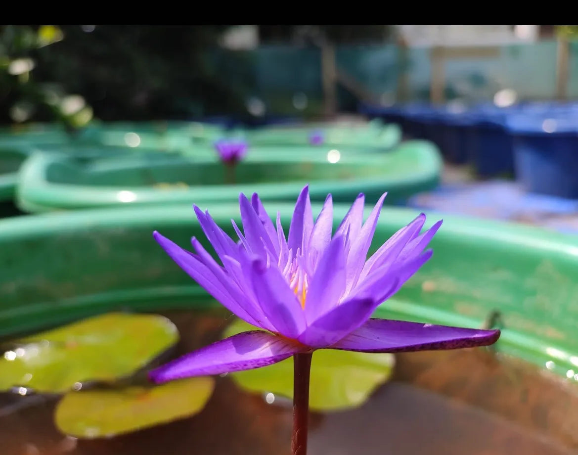 Nymphaea Blue Whistle Water Lilly