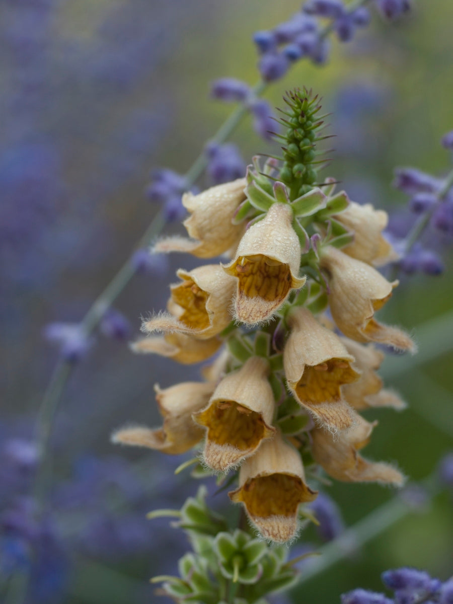 Digitalis - Rusty Gigantea Gelber Herold