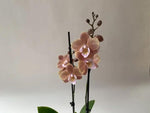 CreamPhalaenopsis Orchid Seeds for Planting - NON GMO Seeds for Home Garden Dhara Seeds