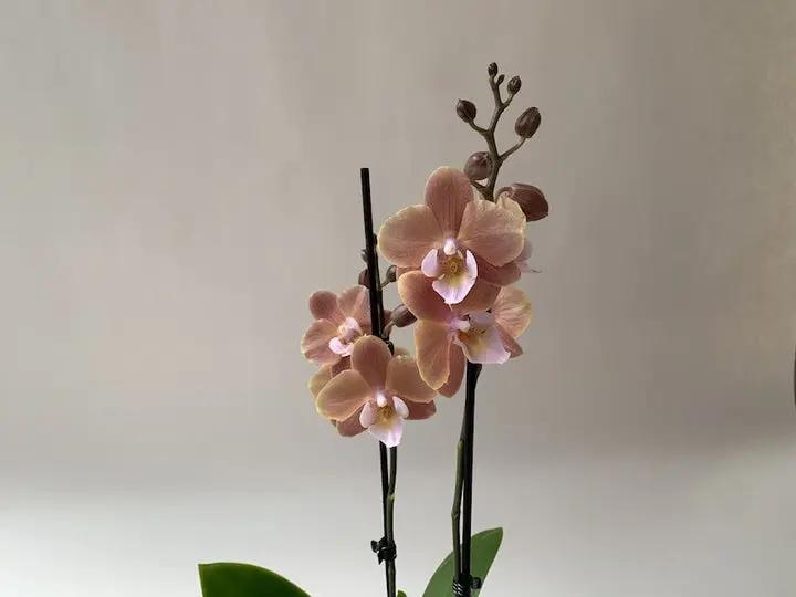 CreamPhalaenopsis Orchid Seeds for Planting - NON GMO Seeds for Home Garden Dhara Seeds