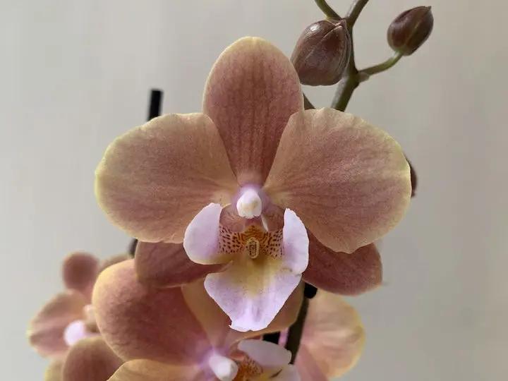 CreamPhalaenopsis Orchid Seeds for Planting - NON GMO Seeds for Home Garden Dhara Seeds