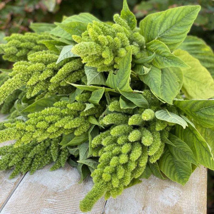 Amaranthus Seeds - Viridis