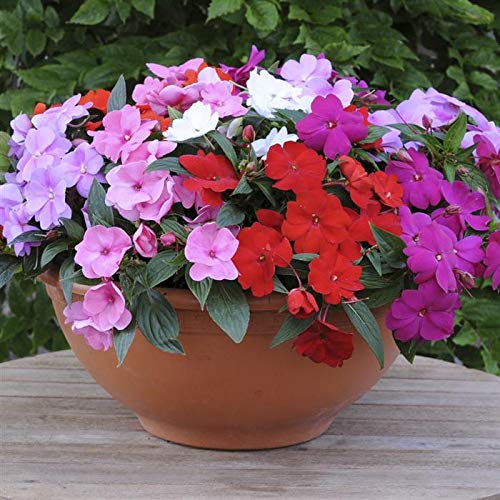 Impatiens Accent Imported heirloom non-gmo organic garden seeds